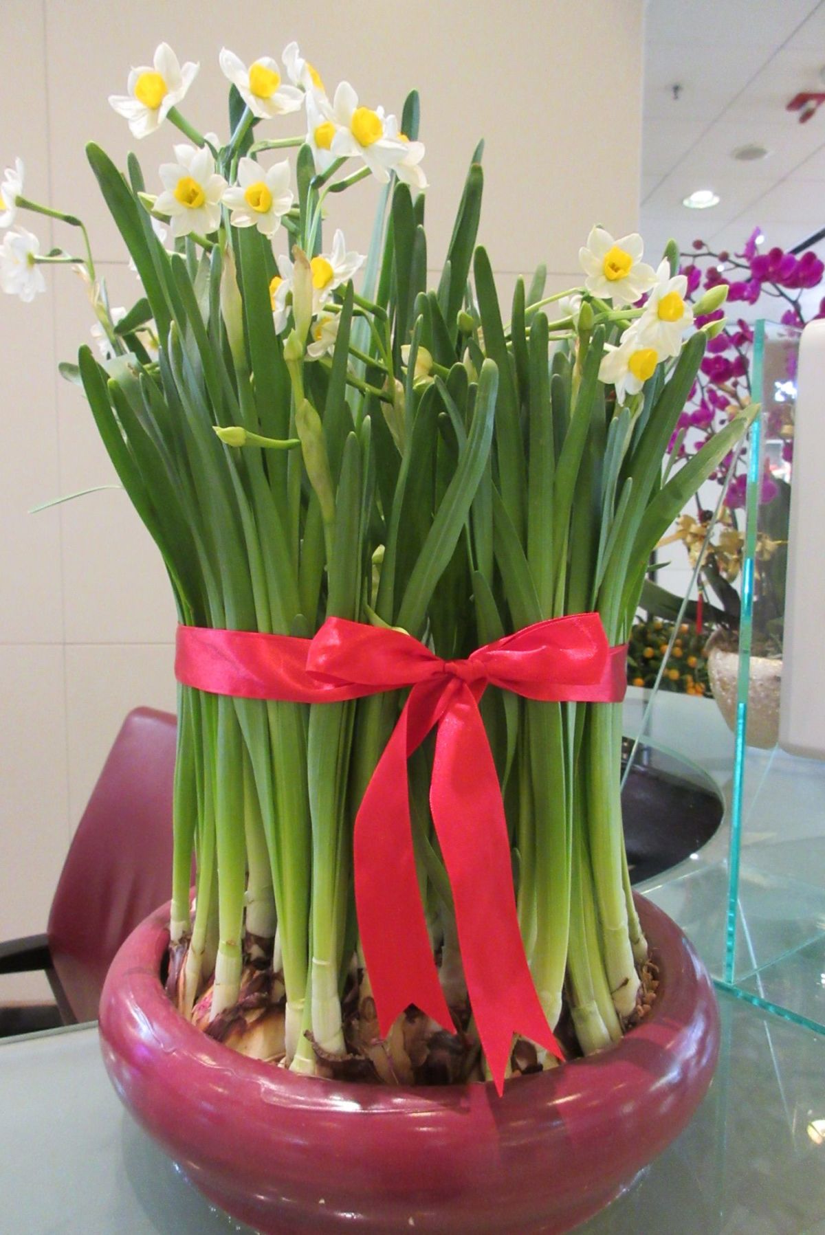 HK_STT_The_WestWord_mall_Chinese_sacred_lily_水仙花_plant_white_&_yellow_flowers_Feb_2017_IX1_Lunar_CNY_new_year.jpg